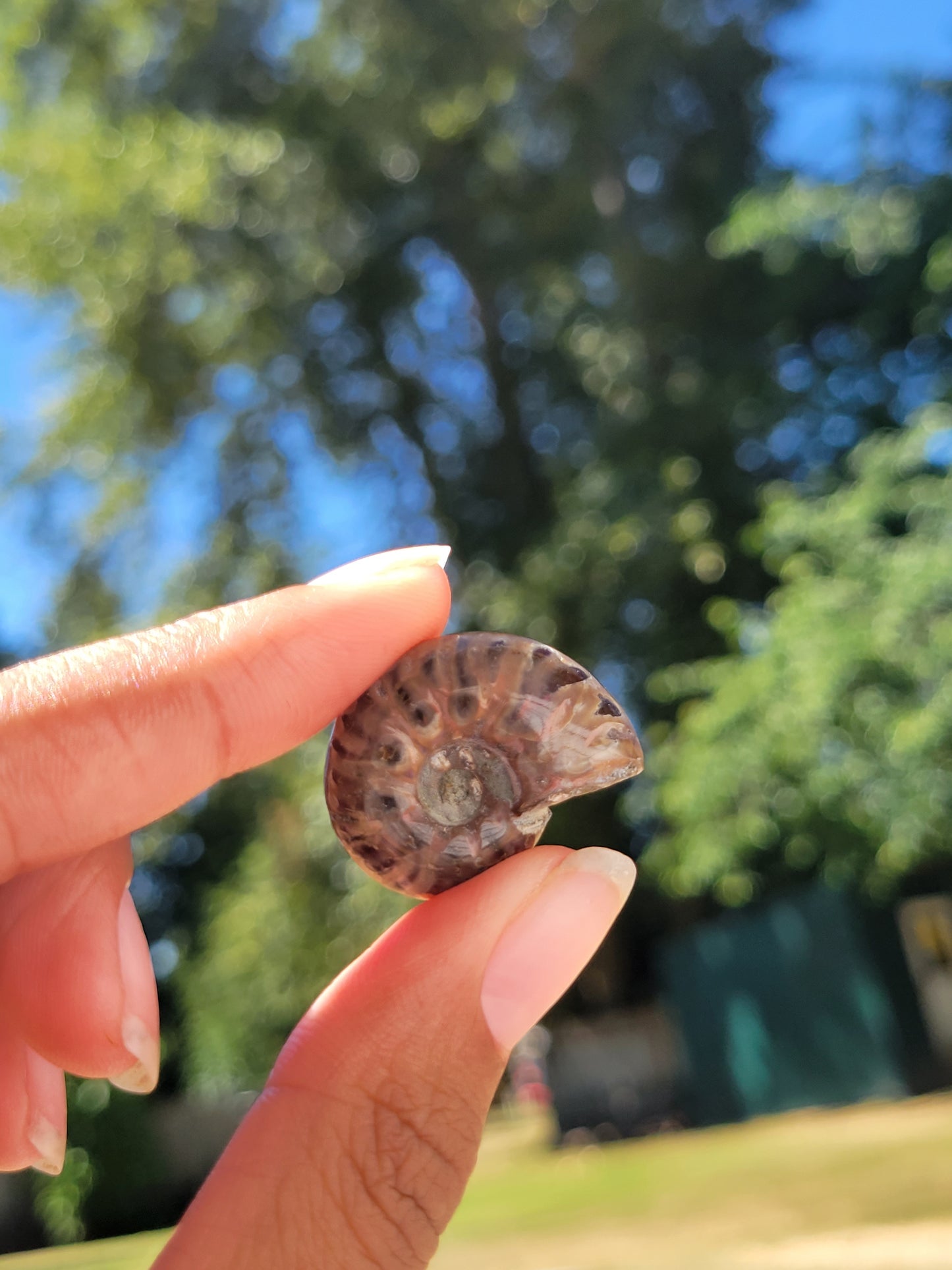 Ammonite Fossil